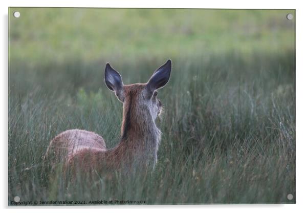 Red Deer Hind in Bushy Park Acrylic by Jennifer Walker