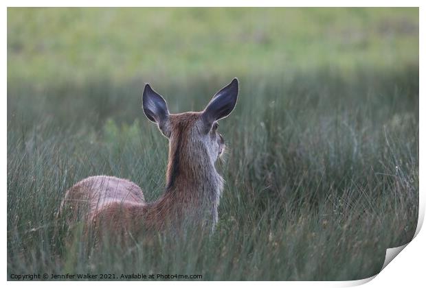 Red Deer Hind in Bushy Park Print by Jennifer Walker