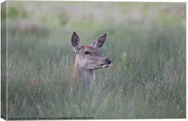 Red deer hind standing in tall grass Canvas Print by Jennifer Walker