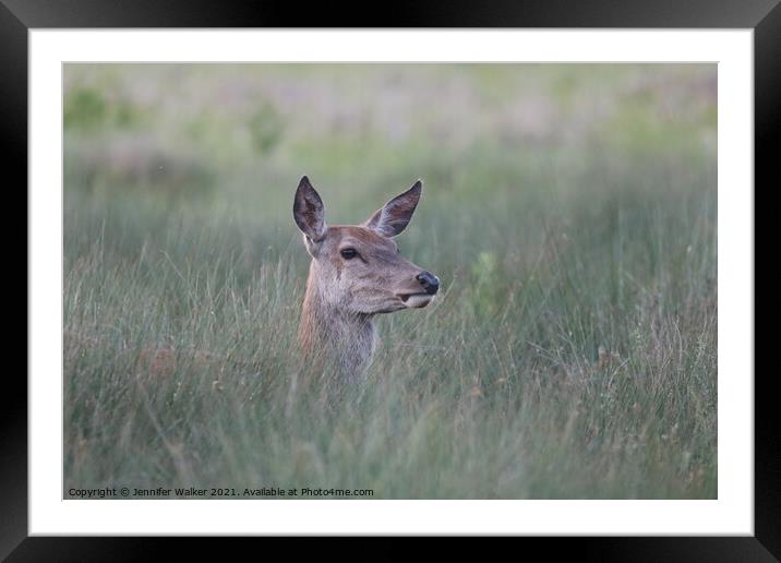 Red deer hind standing in tall grass Framed Mounted Print by Jennifer Walker