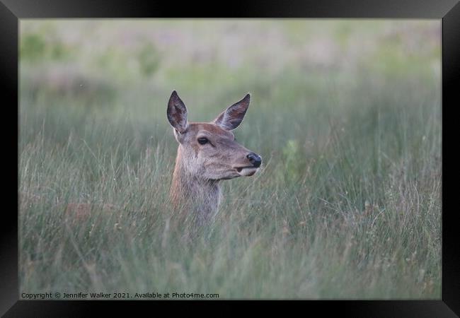 Red deer hind standing in tall grass Framed Print by Jennifer Walker