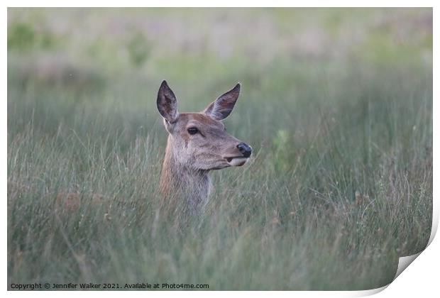 Red deer hind standing in tall grass Print by Jennifer Walker