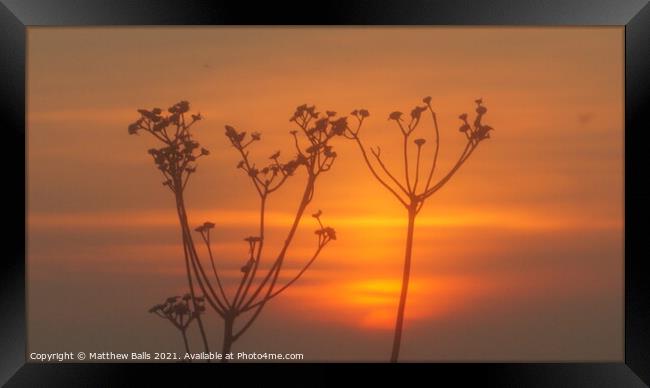 Sunset in the grass Framed Print by Matthew Balls