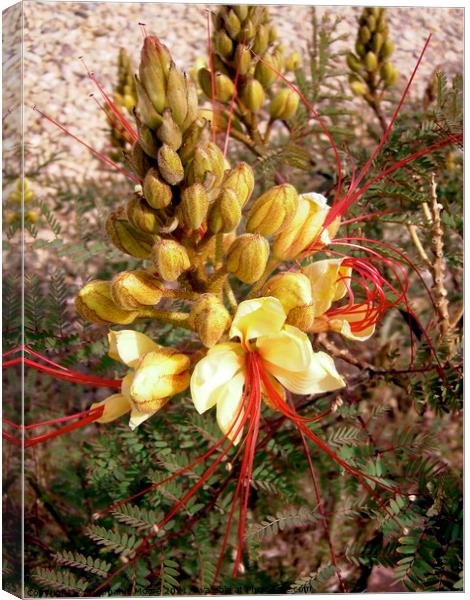 Yellow and Red desert flowers Canvas Print by Stephanie Moore
