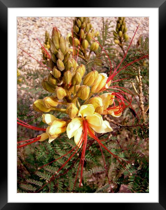 Yellow and Red desert flowers Framed Mounted Print by Stephanie Moore