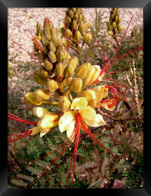 Yellow and Red desert flowers Framed Print by Stephanie Moore