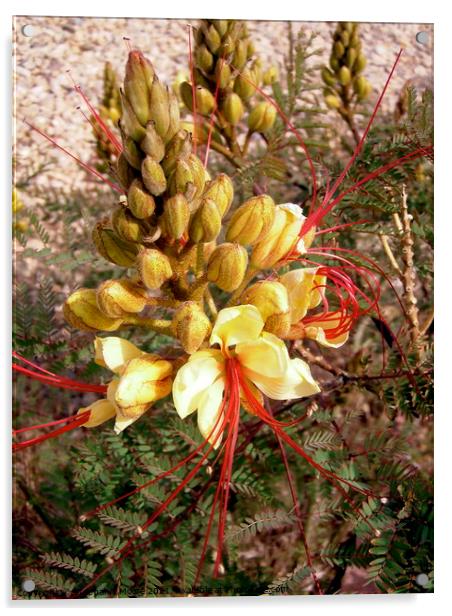 Yellow and Red desert flowers Acrylic by Stephanie Moore