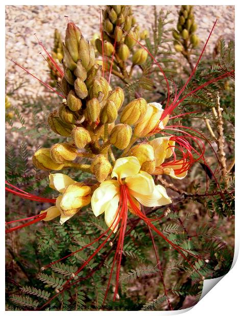 Yellow and Red desert flowers Print by Stephanie Moore