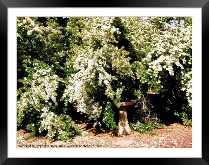 White flowered trees Framed Mounted Print by Stephanie Moore