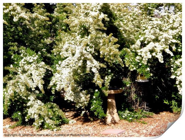 White flowered trees Print by Stephanie Moore