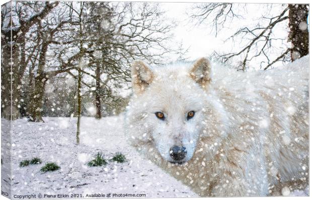 Hudson Bay Wolf in the snow Canvas Print by Fiona Etkin