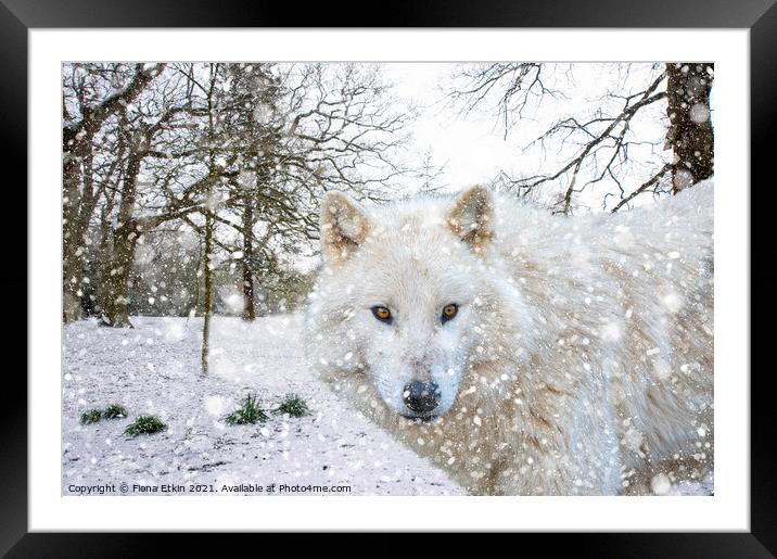 Hudson Bay Wolf in the snow Framed Mounted Print by Fiona Etkin