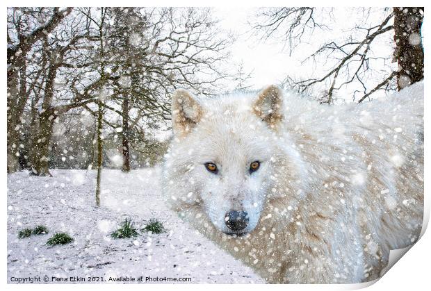 Hudson Bay Wolf in the snow Print by Fiona Etkin