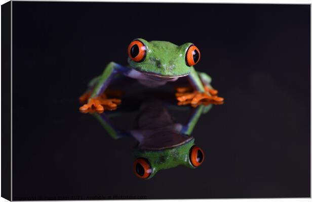 Red- Eyed Chilean Tree Frog reflections Canvas Print by Fiona Etkin
