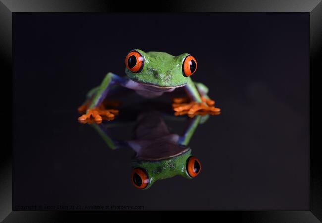 Red- Eyed Chilean Tree Frog reflections Framed Print by Fiona Etkin