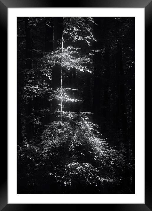 sunlit tree Framed Mounted Print by Simon Johnson