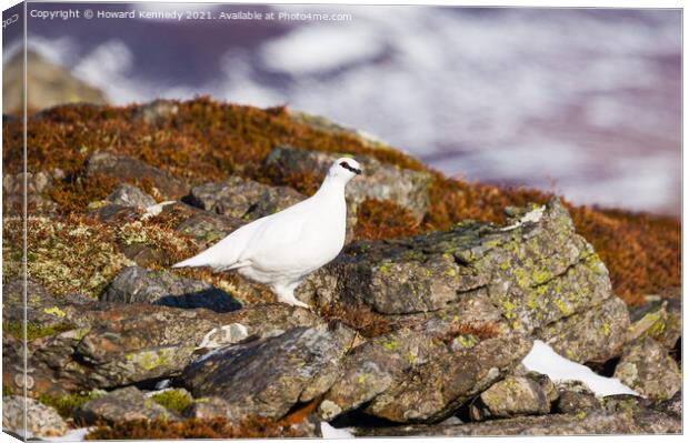 Ptarmigan in winter plumage Canvas Print by Howard Kennedy