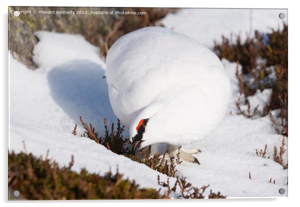 Ptarmigan in winter plumage Acrylic by Howard Kennedy