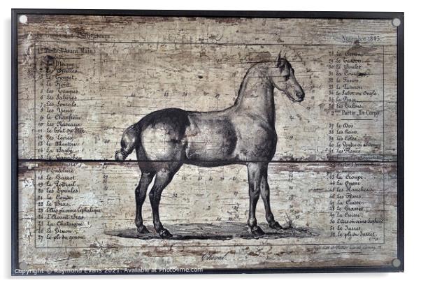 Horse anatomy Acrylic by Raymond Evans