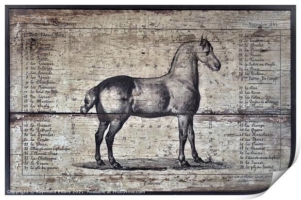 Horse anatomy Print by Raymond Evans