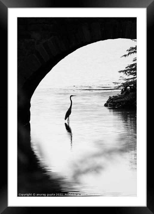 Bird under a bridge Framed Mounted Print by anurag gupta