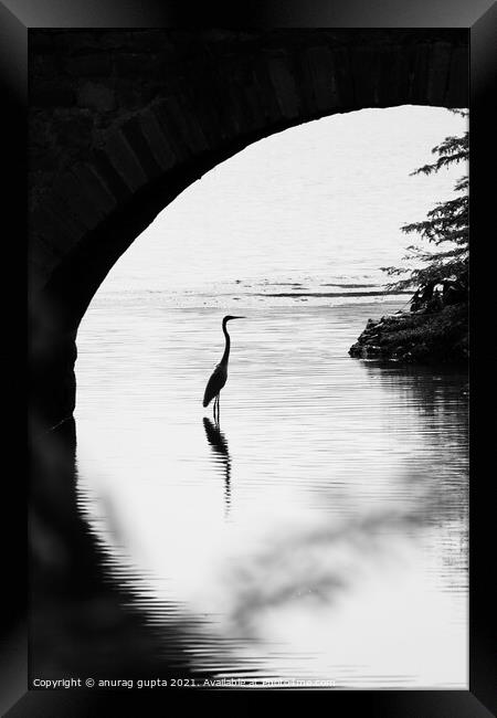 Bird under a bridge Framed Print by anurag gupta