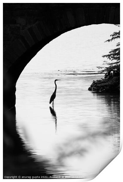 Bird under a bridge Print by anurag gupta