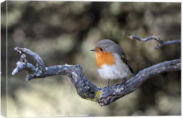 Robin (Erithacus rubecula) Perched on a Branch, UK Canvas Print by David Forster