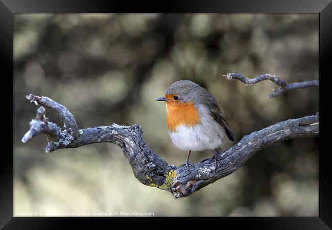 Robin (Erithacus rubecula) Perched on a Branch, UK Framed Print by David Forster