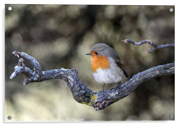 Robin (Erithacus rubecula) Perched on a Branch, UK Acrylic by David Forster