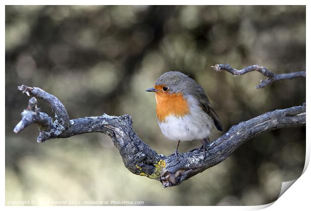 Robin (Erithacus rubecula) Perched on a Branch, UK Print by David Forster