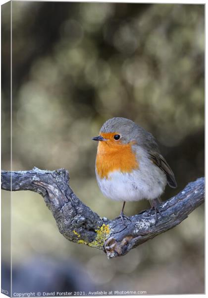 Robin (Erithacus rubecula) Perched on a Branch, UK Canvas Print by David Forster