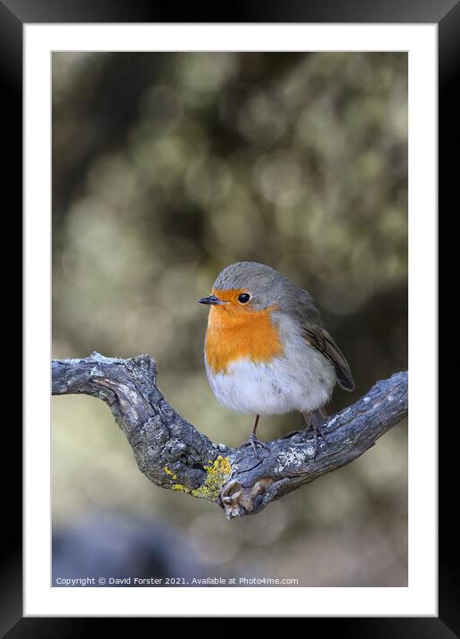 Robin (Erithacus rubecula) Perched on a Branch, UK Framed Mounted Print by David Forster