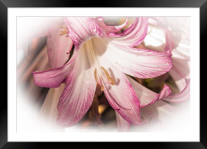 Lily pink in a filter surround  Framed Mounted Print by Holly Burgess