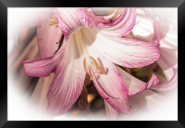 Lily pink in a filter surround  Framed Print by Holly Burgess