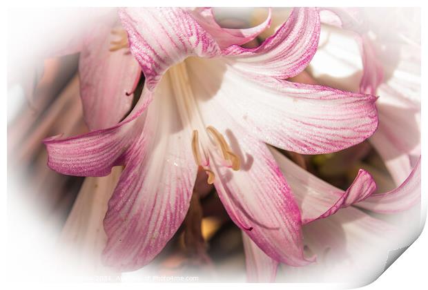 Lily pink in a filter surround  Print by Holly Burgess