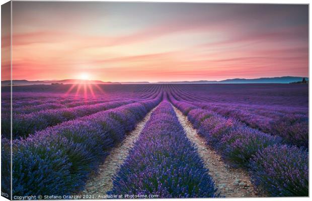 Lavender flower fields endless rows at sunset. Valensole, Provence Canvas Print by Stefano Orazzini