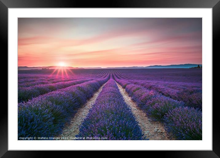 Lavender flower fields endless rows at sunset. Valensole, Provence Framed Mounted Print by Stefano Orazzini