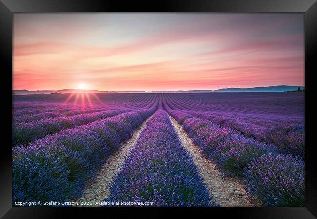 Lavender flower fields endless rows at sunset. Valensole, Provence Framed Print by Stefano Orazzini