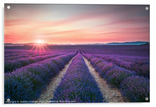 Lavender flower fields endless rows at sunset. Valensole, Provence Acrylic by Stefano Orazzini