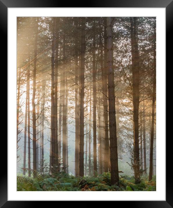 Fritton woods Framed Mounted Print by Dorringtons Adventures