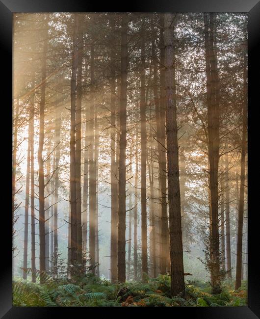Fritton woods Framed Print by Dorringtons Adventures
