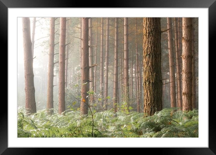 Foggy trees Framed Mounted Print by Dorringtons Adventures