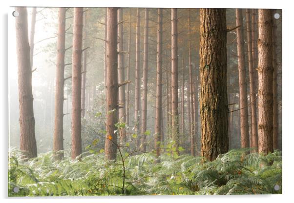Foggy trees Acrylic by Dorringtons Adventures