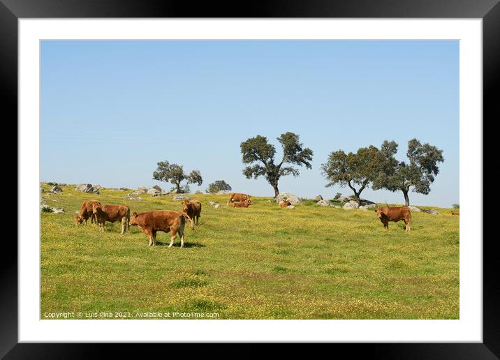 Cows on a flowers field eating grass, in Alentejo, Portugal Framed Mounted Print by Luis Pina