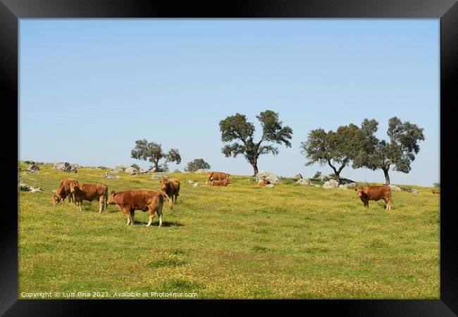 Cows on a flowers field eating grass, in Alentejo, Portugal Framed Print by Luis Pina