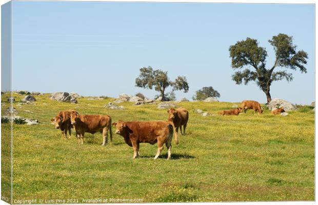 Cows on a flowers field eating grass, in Alentejo, Portugal Canvas Print by Luis Pina