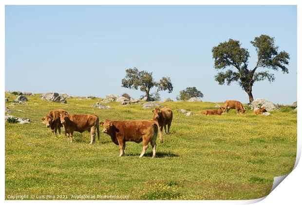 Cows on a flowers field eating grass, in Alentejo, Portugal Print by Luis Pina