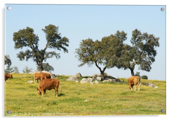 Cows on a flowers field eating grass, in Alentejo, Portugal Acrylic by Luis Pina