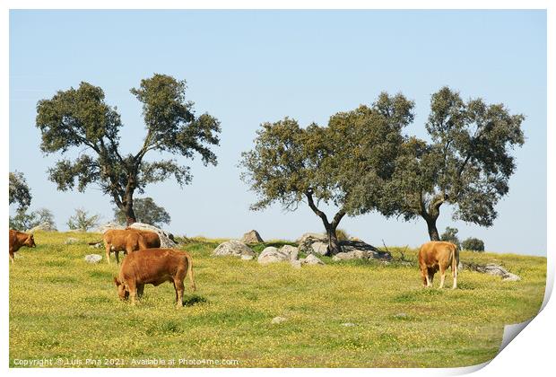 Cows on a flowers field eating grass, in Alentejo, Portugal Print by Luis Pina